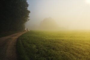trees, field, trail-5691803.jpg