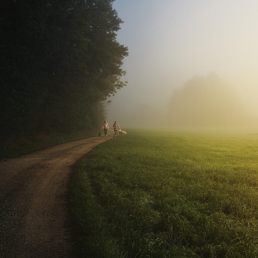 trees, field, trail-5691803.jpg